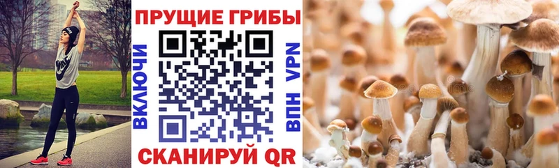 Галлюциногенные грибы Cubensis  Тосно 